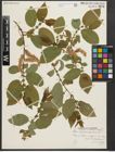 Foto von Salix pseudomonticola C. R. Ball